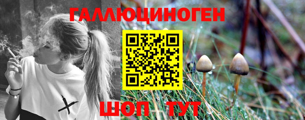 Псилоцибиновые грибы Psilocybe Прохладный